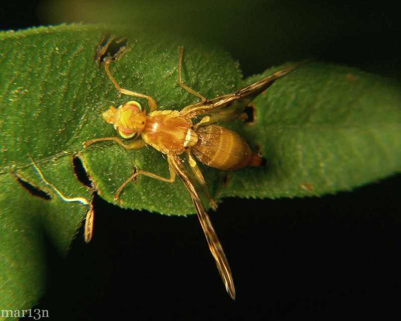 Sunflower Maggot Fly