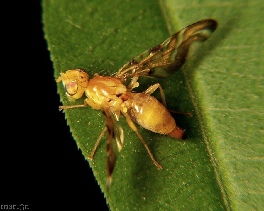 Sunflower Maggot Fly