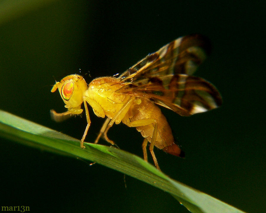 Sunflower Maggot Fly - Strauzia longipennis