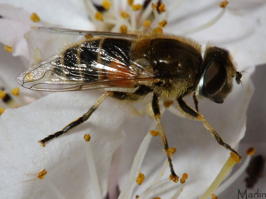 Syrphid Fly - Eristalis arbustorum