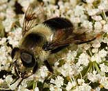 Eristalis anthophorina