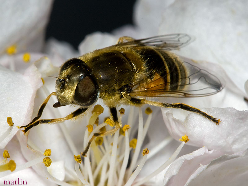 Syrphid Fly - Eristalis arbustorum