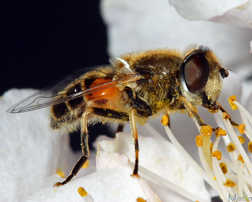 Syrphid Fly - Eristalis arbustorum