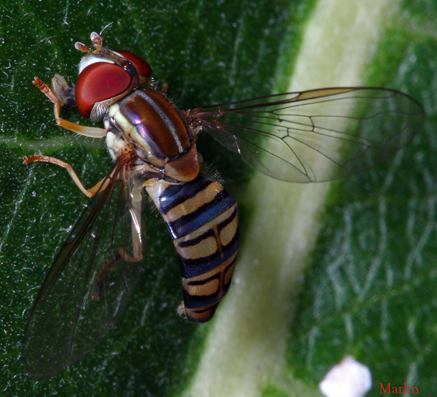 Syrphid Fly - Toxomerus politus