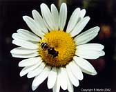 Syrphid Fly on Ox-Eye Daisy