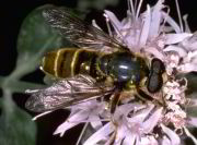 Golden Syrphid Fly