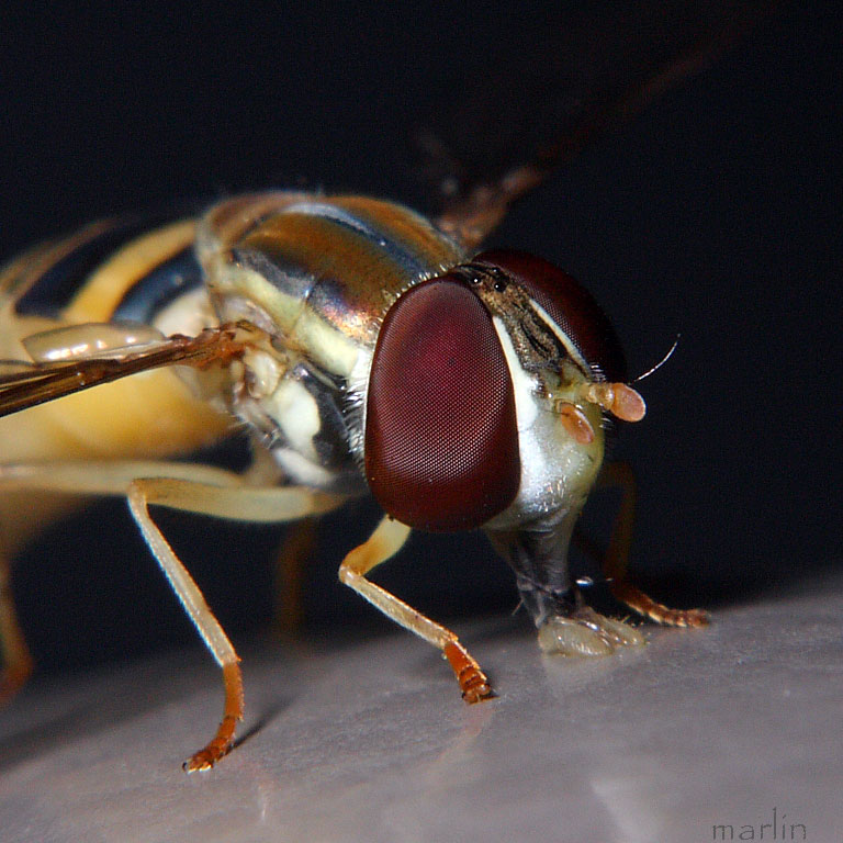 Syrphidae Head Detail