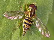 Toxomerus marginatus