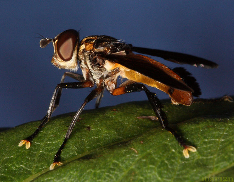 Tachinid Fly - Trichopoda pennipes
