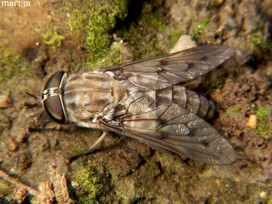 Horse fly tabanus sulcifrons north american insects spiders