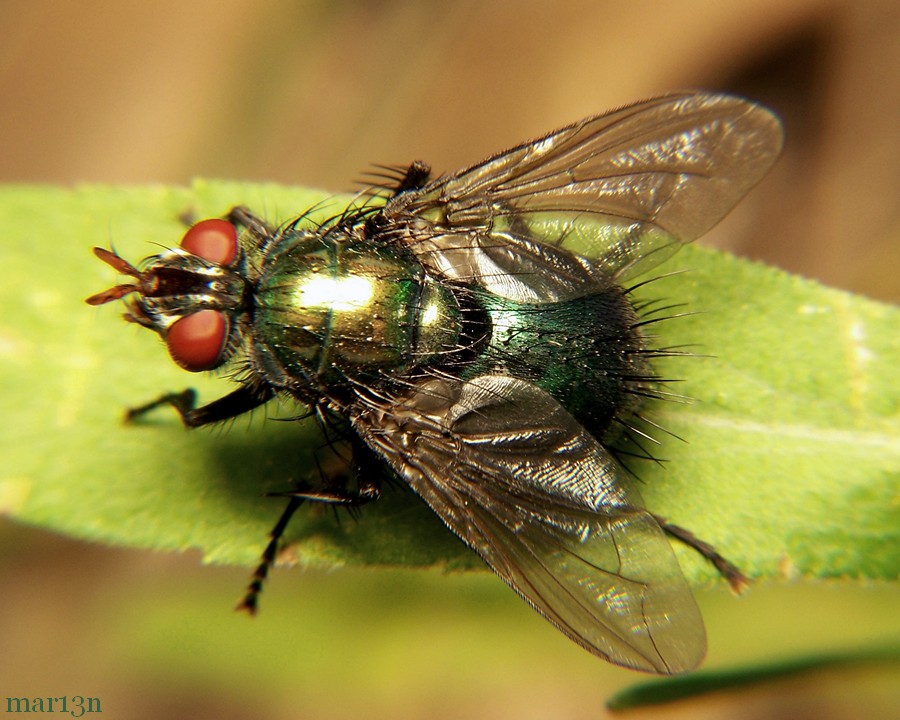 Tachinid Fly - Gymnocheta sp.