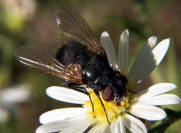 Tachinid Fly