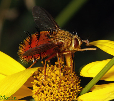 Long Palps Adejeania vexatrix