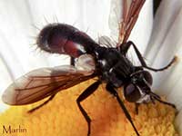 Cylindromyia sp.