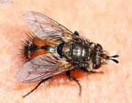 Tachinid Fly - Peleteria sp.