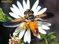 Trichopoda pennipes