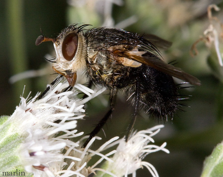 Family Tachinidae