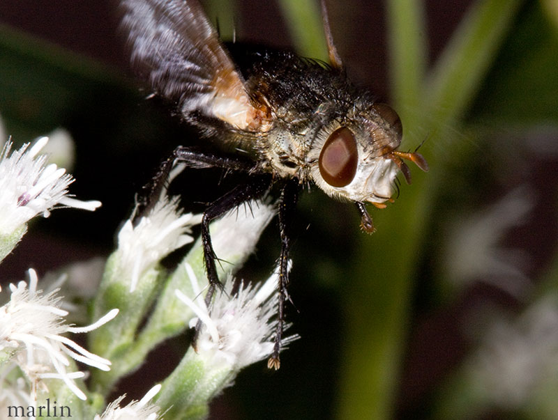 Tachinid fly flying