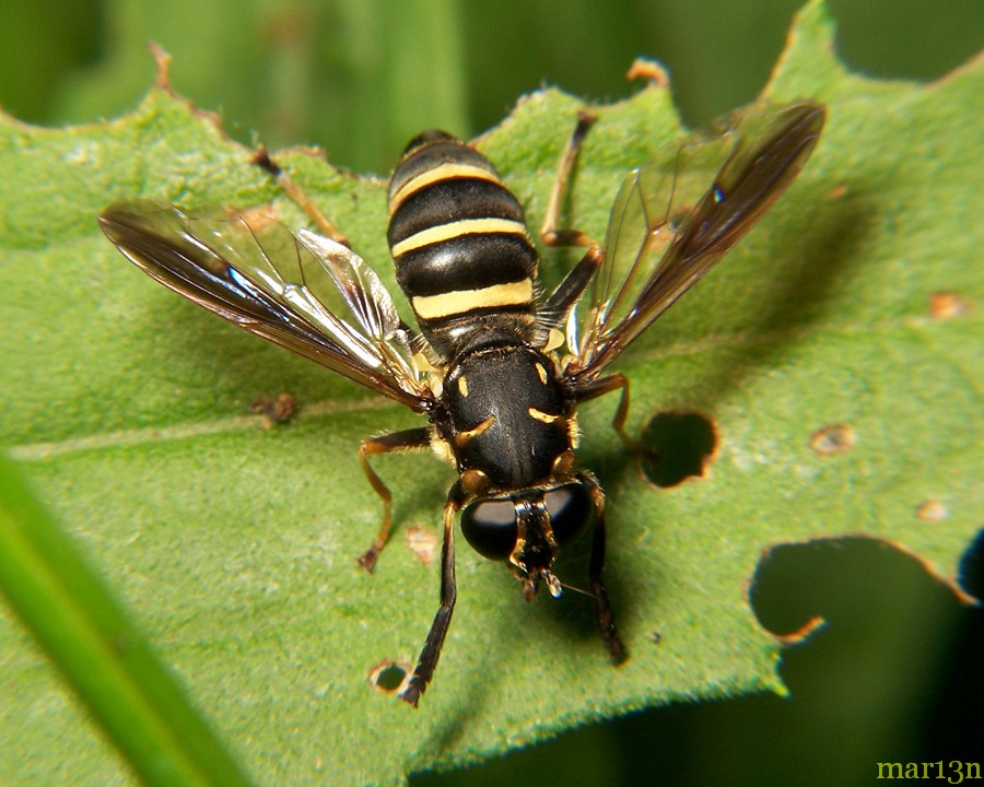 Nose Bot Flies Oestrinae - Black Flies - Insectomania