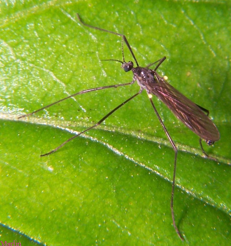 Crane Fly - Gnophomyia tristissima