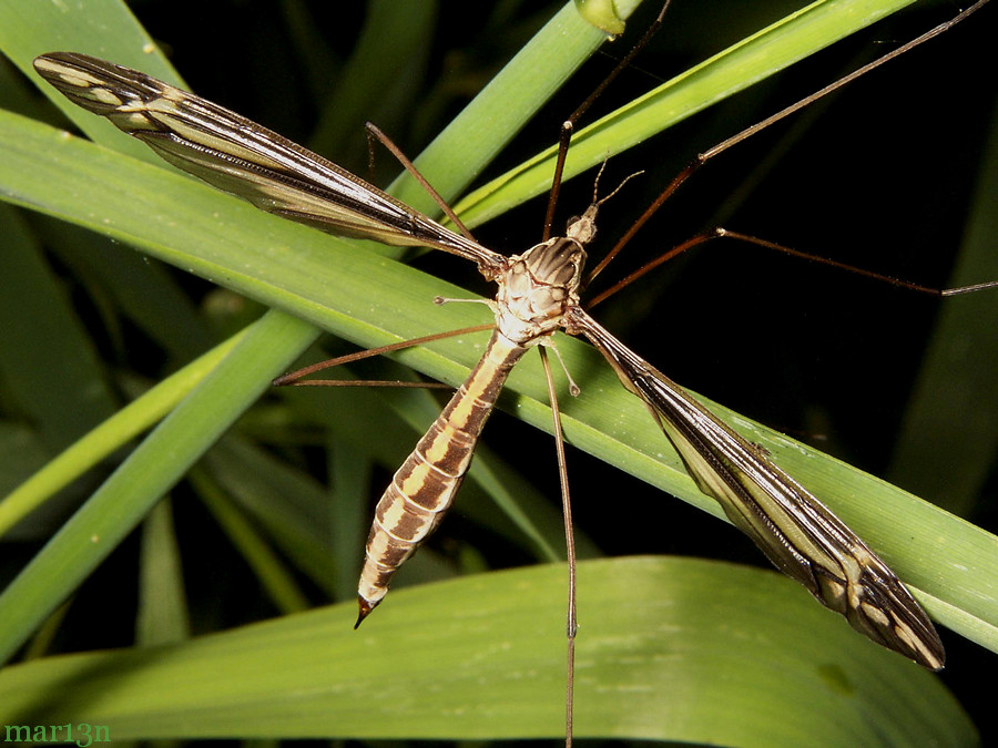 Crane Fly