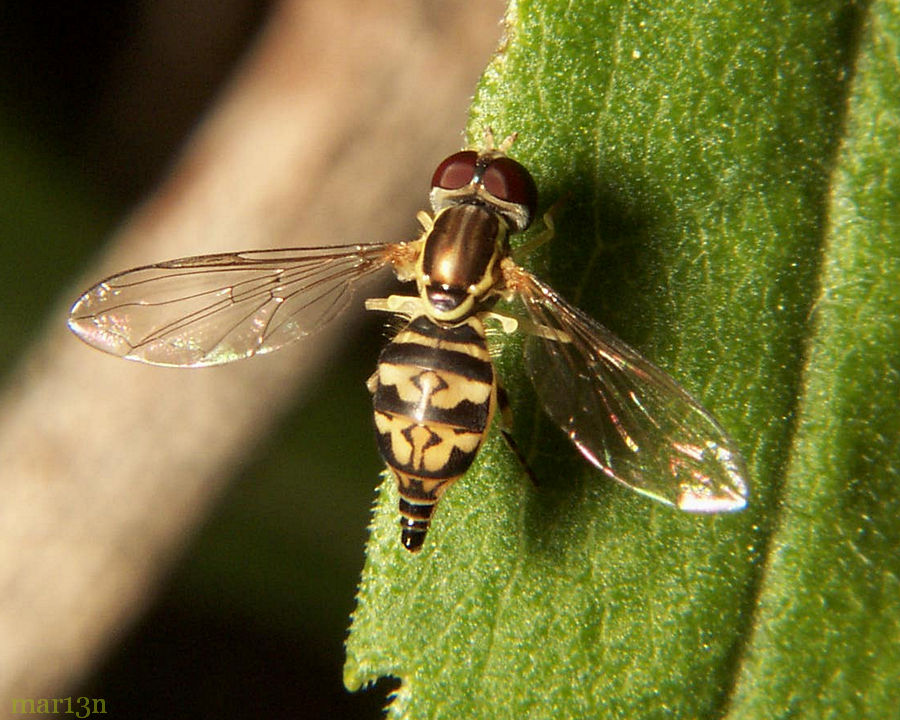 Toxomerus marginatus