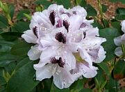 Calsap Rhododendron