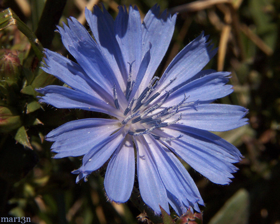 Common Chicory