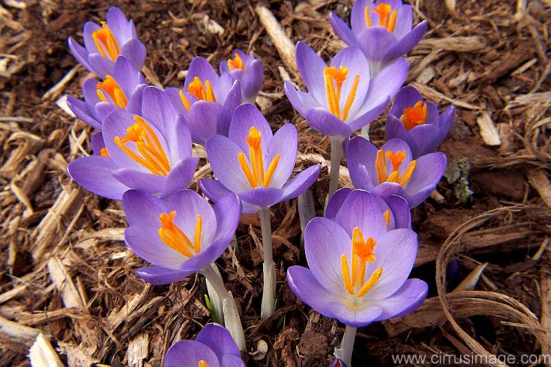 crocus flowers