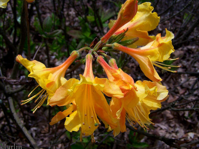 Japanese Azalea - Rhododendron japonicum