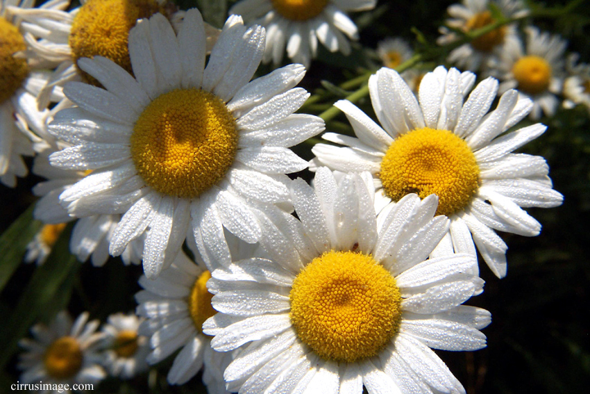 Ox-eye Daisy