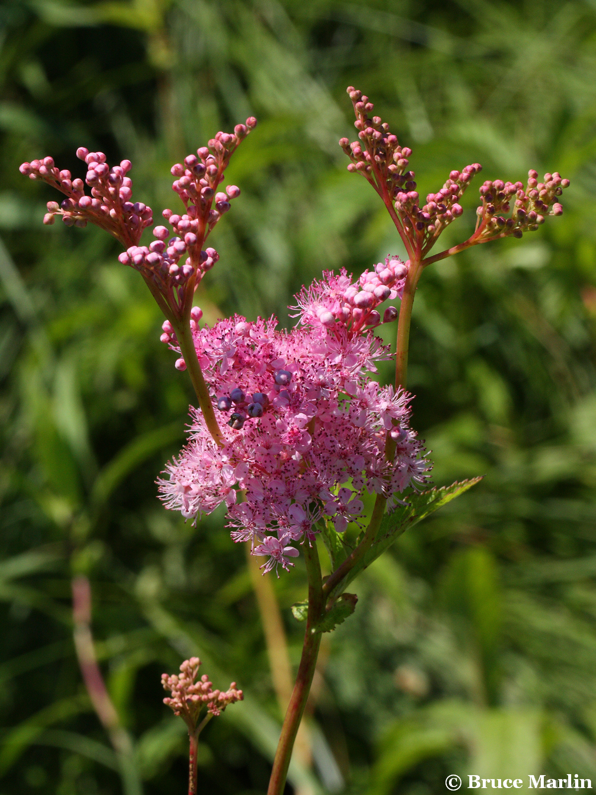 Queen of the Prairie - Filipendula rubra - North American Insects & Spiders