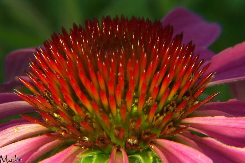 Purple Coneflower