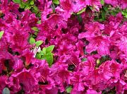 Girard's Fuschia Azalea