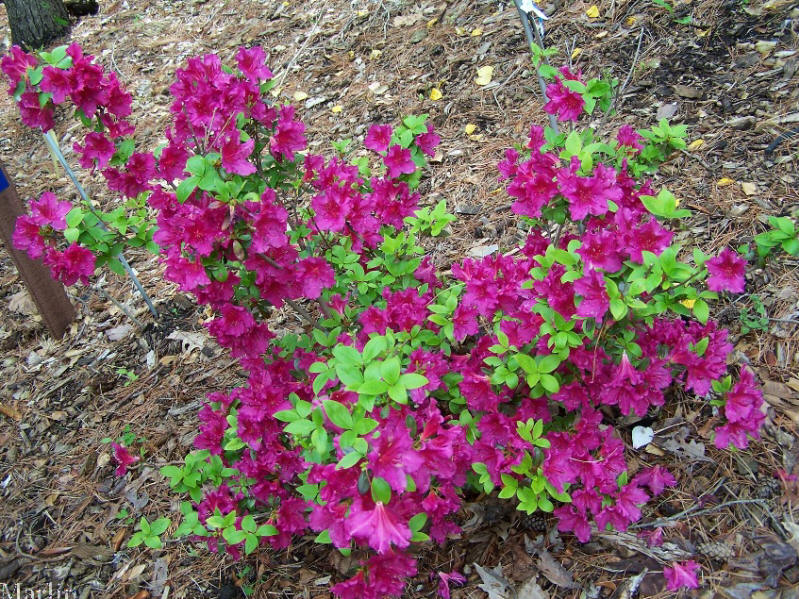 Girard's Fuschia Azalea