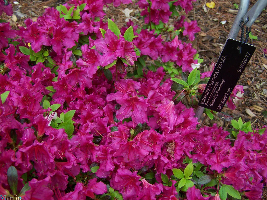 Girard's Fuschia Azalea