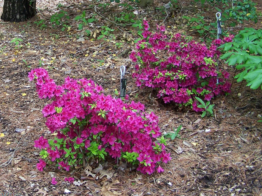 Girard's Fuschia Azalea