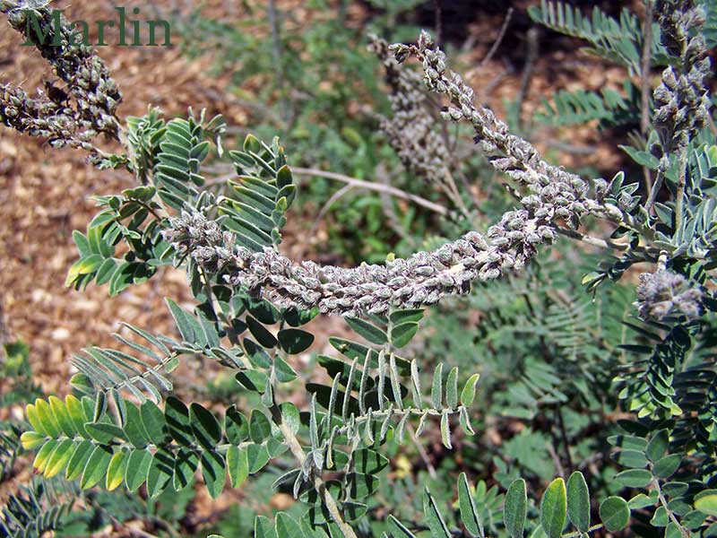 Lead Plant - Amorpha canescens