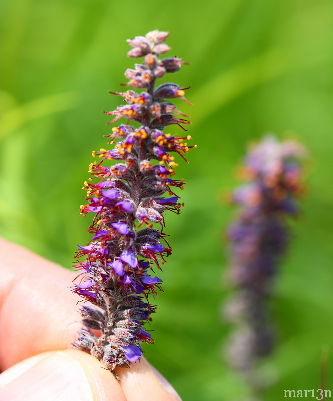 Lead plant pannicle