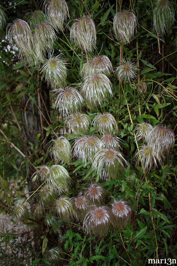 Little-Leaved Clematis - Clematis microphylla