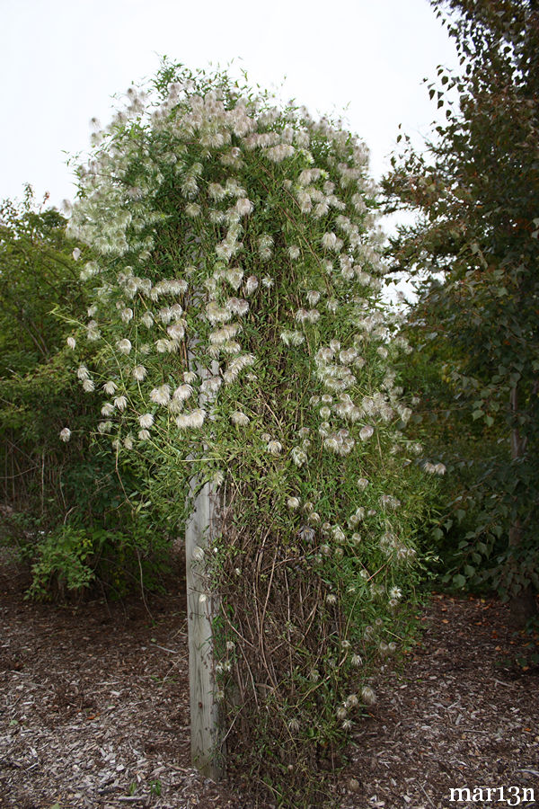 Little-Leaved Clematis climbing trellis