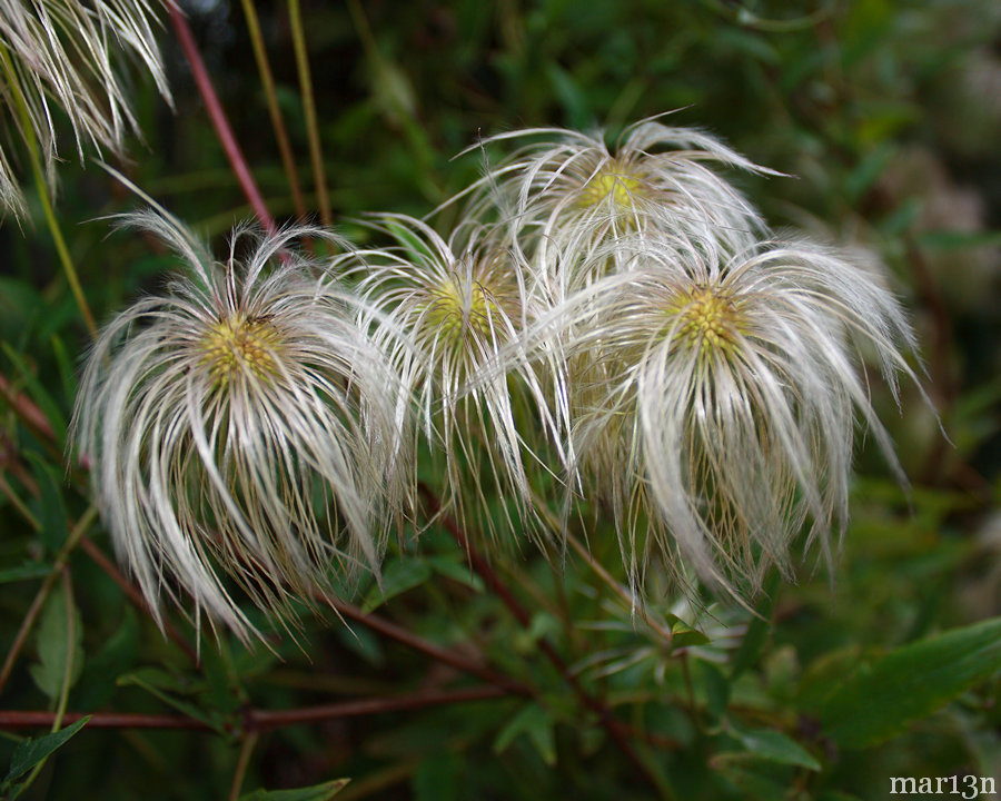 Little-Leaved Clematis - Clematis microphylla