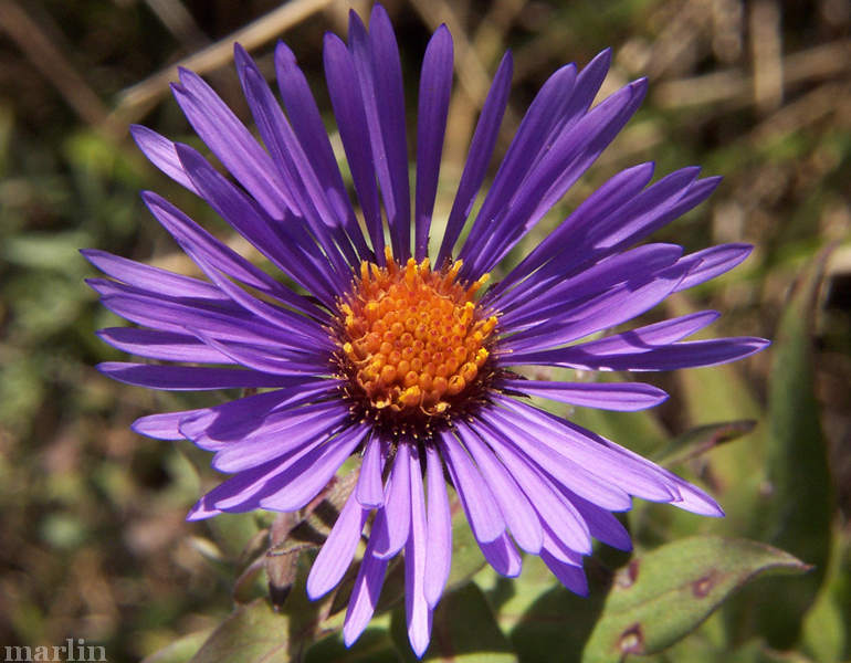 New England Aster