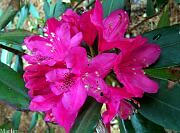 Nova Zembla Rhododendron