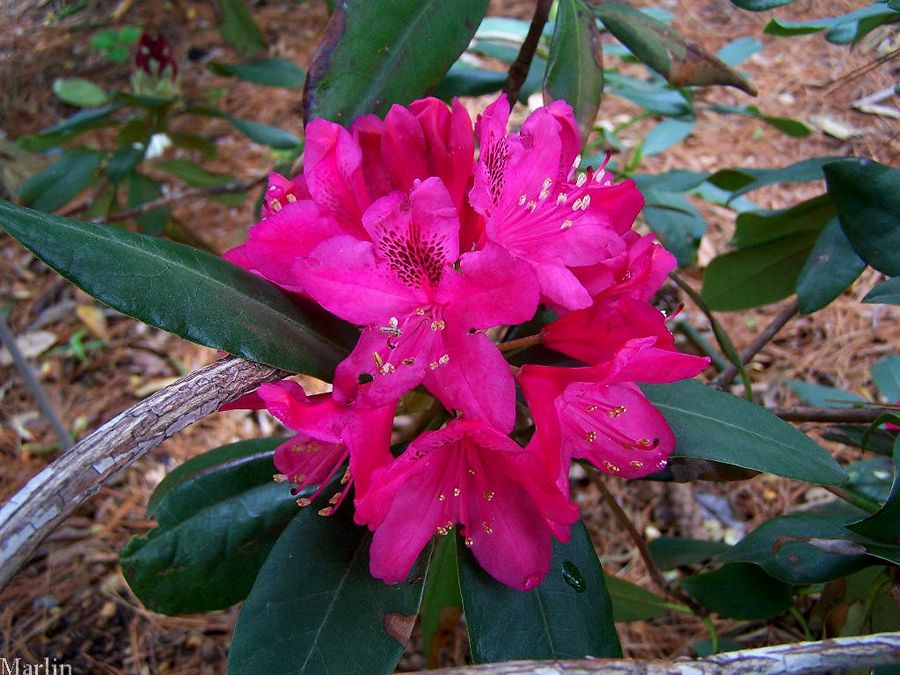 1 arbrisseau Rhododendron Nova Zembla