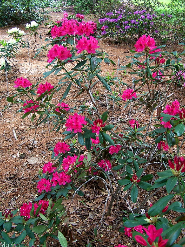 Nova Zembla Rhododendron Plant