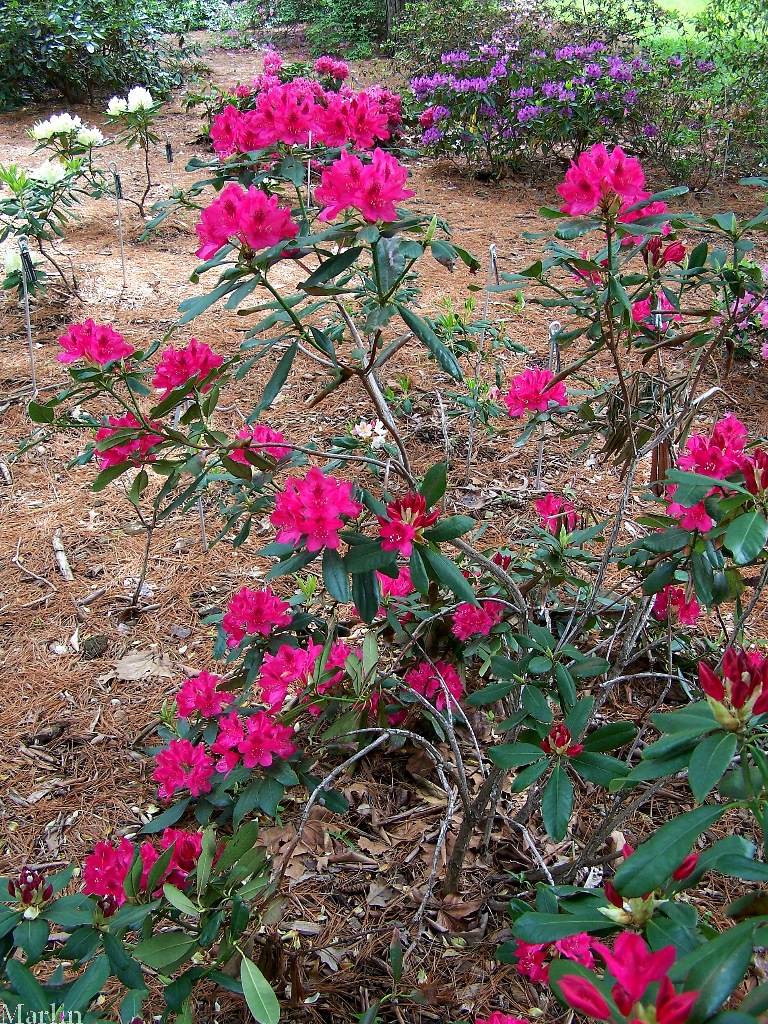 Nova Zembla Rhododendron Plant
