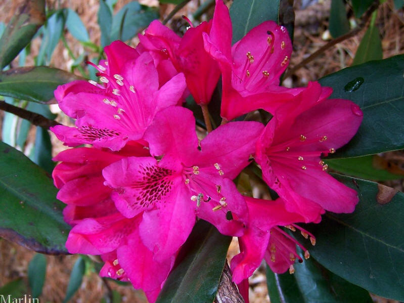 Nova Zembla Rhododendron Foliage