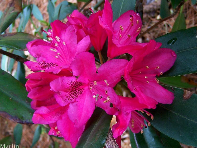color photo of Nova Zembla Rhododendron blossoms