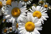 Ox Eye Daisy (invasive)